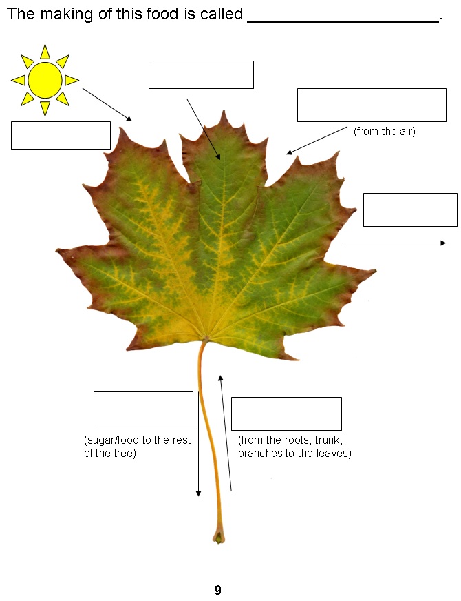 Leaves Change Color in the Fall – Katie's Homeschool Cottage
