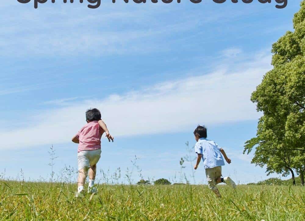 Read how Adventures with Spring Nature Study gives you practical and fun ways to study science as your homeschool science curriculum using your observations of nature during the spring. #homeschoolscience, #homeschoolspringnaturestudy, #homeschoolscience curriculum, #lifecycles, #insects, #weather, #birds, #animals, #plants