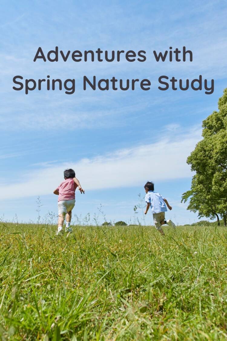 Read how Adventures with Spring Nature Study gives you practical and fun ways to study science as your homeschool science curriculum using your observations of nature during the spring. #homeschoolscience, #homeschoolspringnaturestudy, #homeschoolscience curriculum, #lifecycles, #insects, #weather, #birds, #animals, #plants