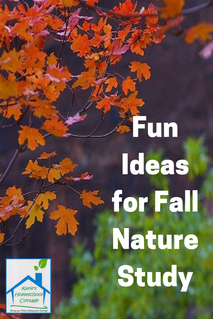 Fun Ideas for Fall Nature Study - Katie's Homeschool Cottage https://katieshomeschoolcottage.com/2017/09/06/conduct-fall-nature-study/ #homeschool #homeschooling #naturestudy #naturejournal #scienceexperiments